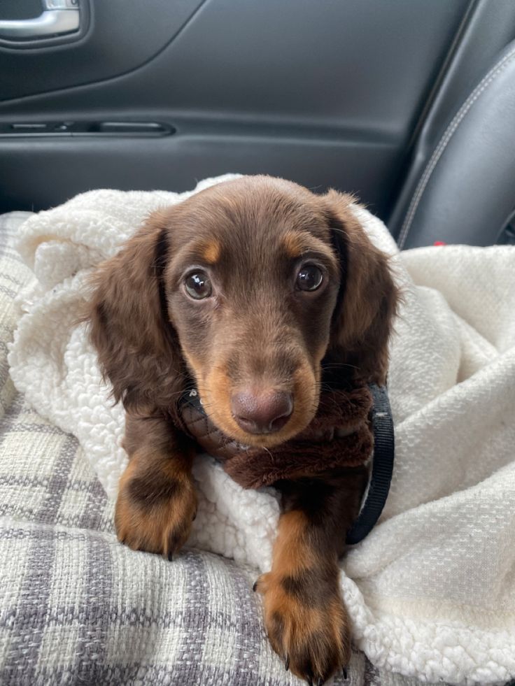 dachshund puppy