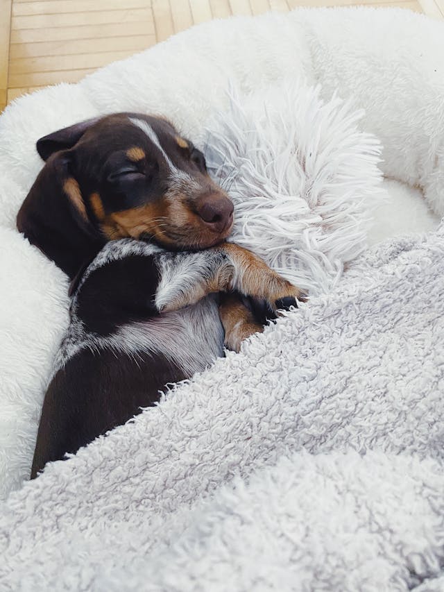 dachshund pups home doxie puppies near me