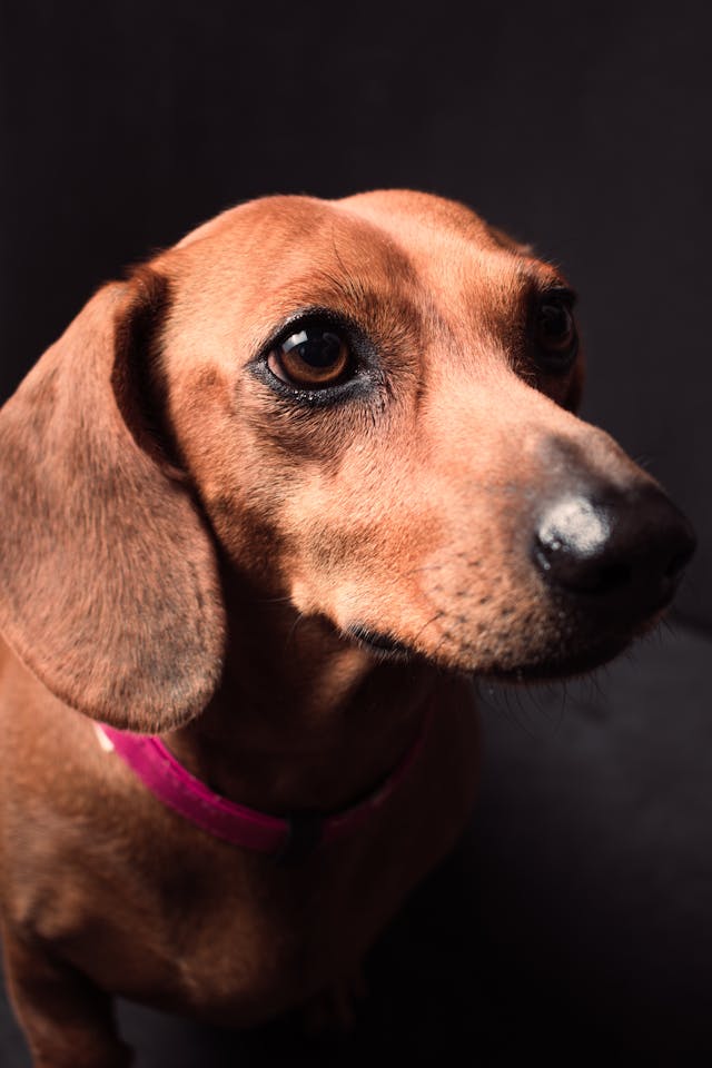 dachshunds