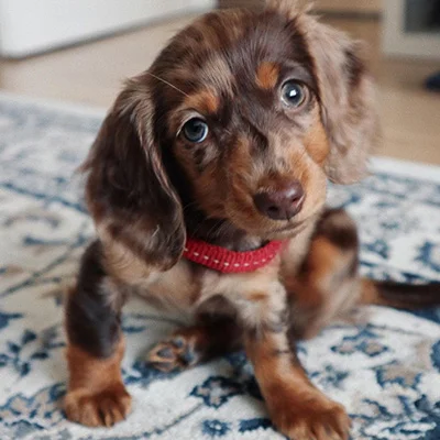 Badu Dachshund Puppies Near Me