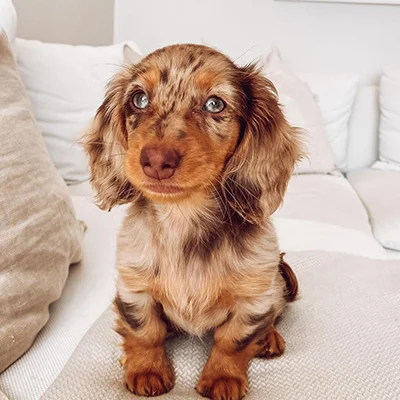 Bianca Dachshund Puppies Near Me