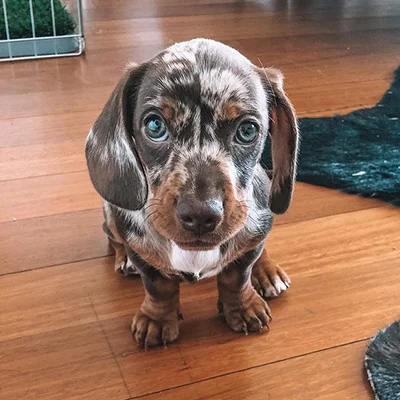 Franky dachshund near me