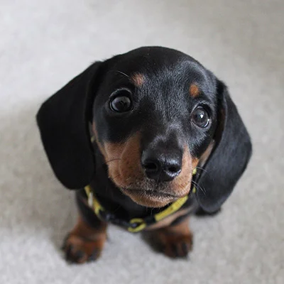 Luie- dotson puppies near me