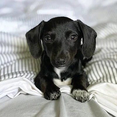 Weenie- doxies for sale near me