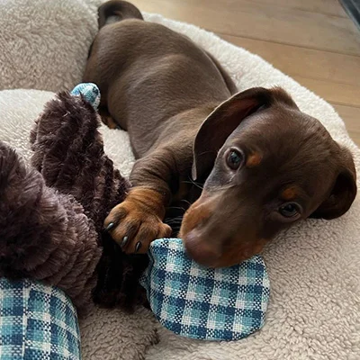 jules dachshund near me