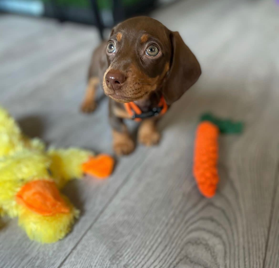 gus m doxies for sale near me