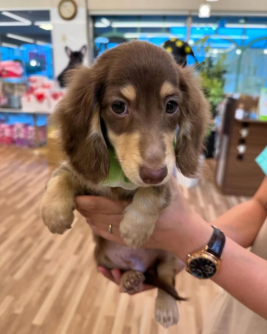 luga m doxies for sale near me