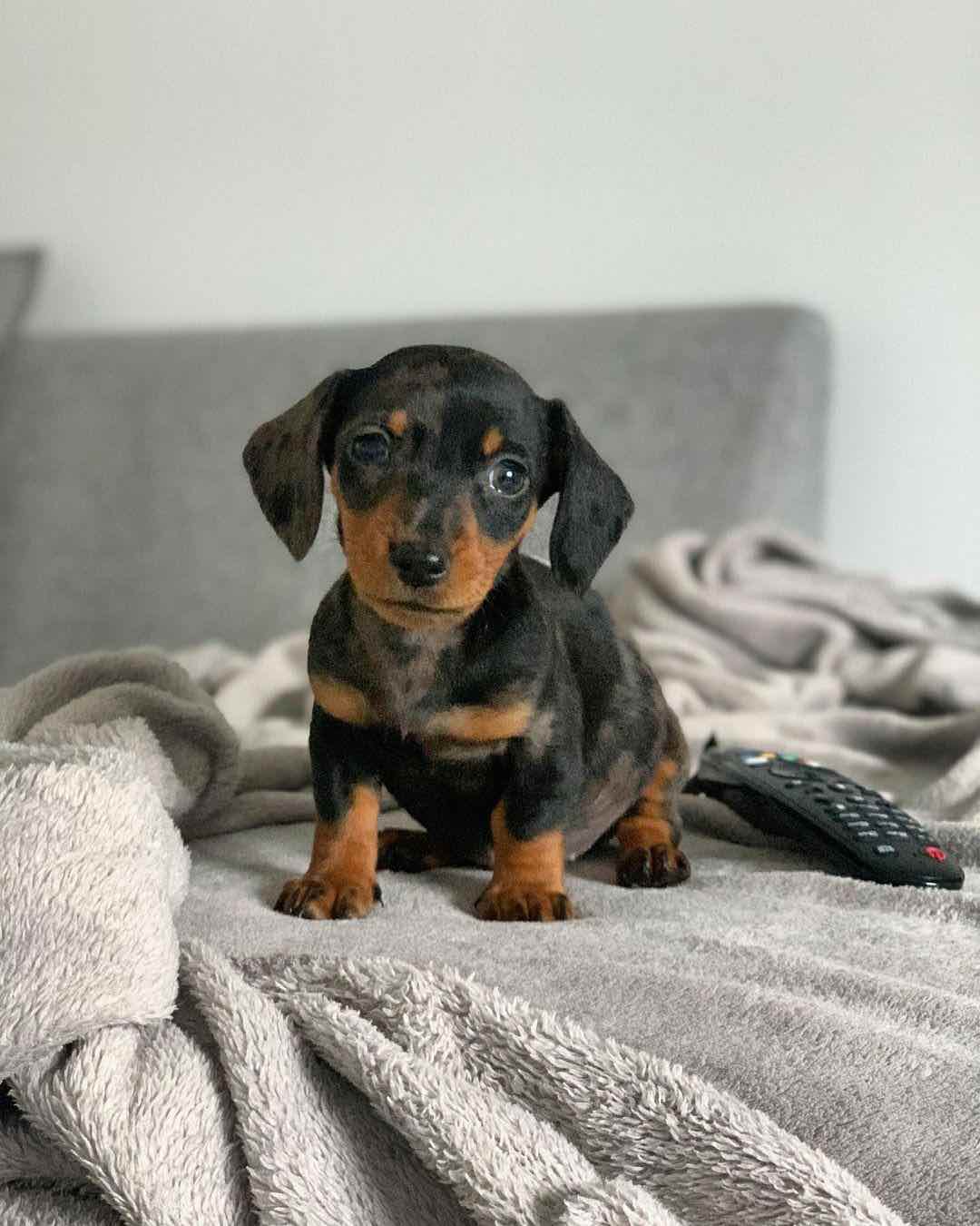 maisey f doxies for sale near me
