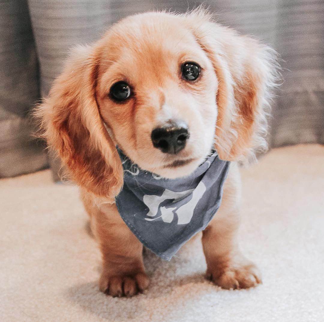 max m doxies for sale near me