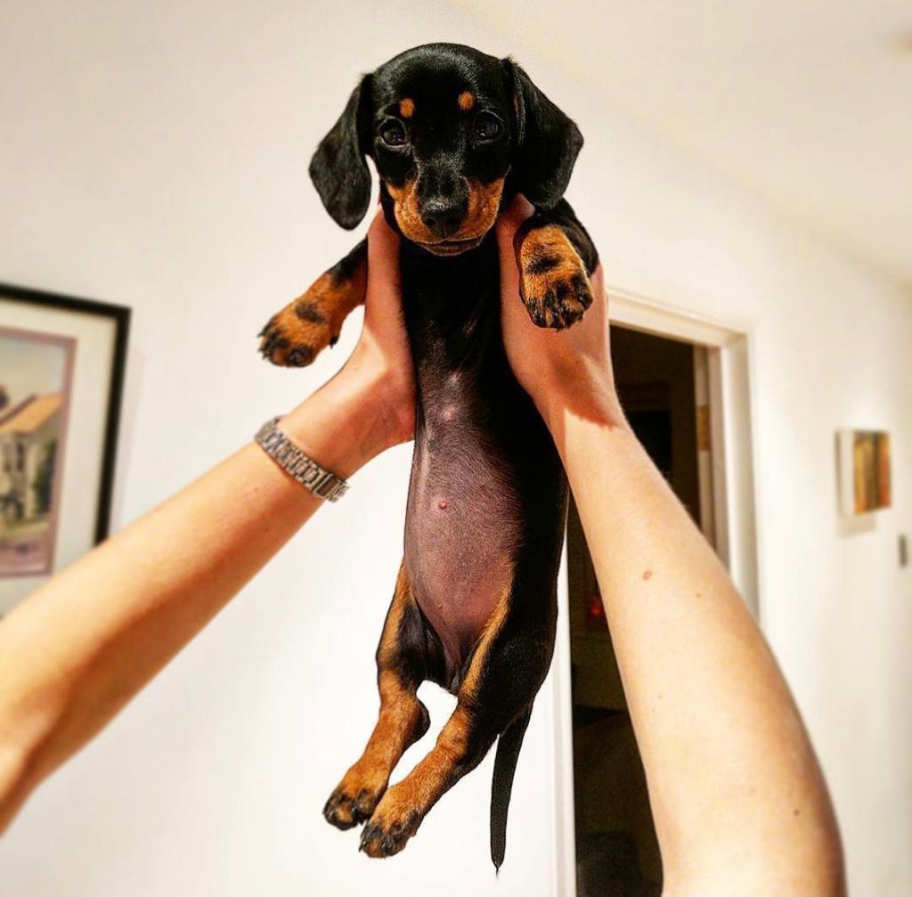 polly f doxies for sale near me